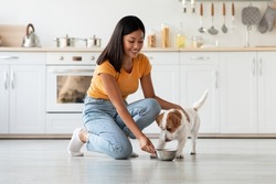 Loving young asian woman petting and feeding her cute long-coat jack russel terrier puppy, kitchen interior, side view, copy space. Pets feeding, healthy, nutritive food for dogs, puppies