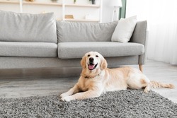 Happy And Healthy Pet. Portrait of adorable lovely fluffy golden retriever dog looking at camera, cute labrador lying on rug floor carpet near sofa in modern living room interior, selective focus