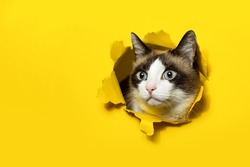 Portrait of cat breaking through yellow paper posing in hole with ripped sides, free copy space. Animal food or veterinary clinic advertisement concept, banner
