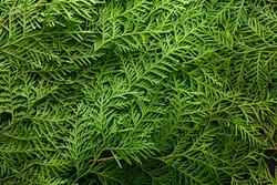 Green thuja tree branches background. Natural needles backdrop, bright evergreen texture