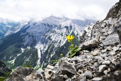 Yellow flower on the rocks in Alps.