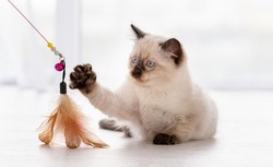 Cute fluffy ragdoll kitten witn beautiful blue eyes lying on the floor and playing with feathers toy hold by owner. Beautiful little purebred domestic cat indoors in white room