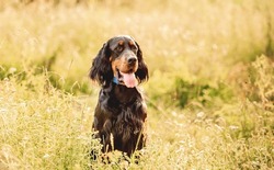 Scottish setter sitting in summer grass on sunny meadow