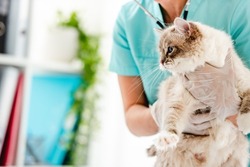 Woman veterinarian holding fluffy ragdoll cat in her hands during medical care procedures at vet clinic. Portrait of adorable purebred feline pet in animal hospital