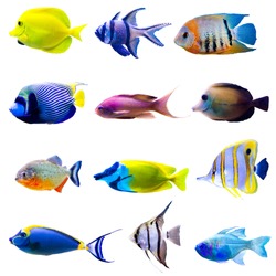 Tropical fish collection isolated on white background