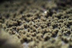 mold macro on the coffee grounds