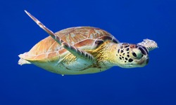 Green Sea Turtle swimming along tropical coral reef, Bonaire