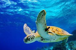 Green Sea Turtle swimming in Caribbean