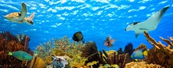 Underwater panorama with great variety of fish and coral