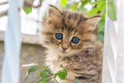 Pretty little blue eyes street cat. Close up shoot of kitten face. Tabby street cats and lifestyle concept.