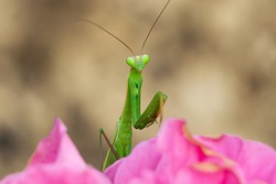 Close-up view a praying mantis on the pink flower. (Mantis religiosa)