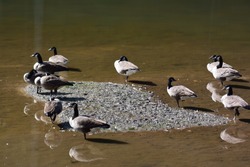 Wild ducks in the pond at north Carolina