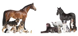 various pets and farm animals as a collage on a white background