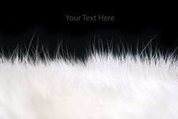 White fur texture Closeup of beautiful. Useful as background
