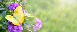 A yellow colored Orange-Barred Sulfer butterfly is sitting on a purple Heliotrope Flower framing the corner of a green grass background for copy-space.