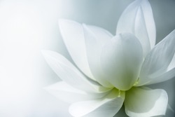 Closeup on lotus petal with copyspace