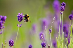 Bumble bee sucking nectar from lavender