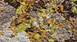 Backdrop texture photo of stone in green, orange and black colored mold, closeup photo.