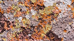 Backdrop texture photo of stone in yellow, orange and red colored mold, closeup photo.