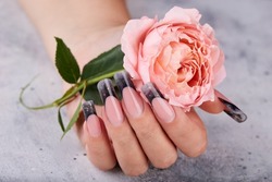 Hand with long artificial manicured nails colored with black nail polish and pink rose flower