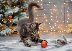 Maine coon kitten plays on a Christmas background