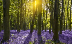 Sunlight shines through beech trees in the bluebell woods of Oxfordshire