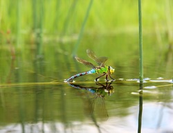Colorful dragonfly on a plant reflecting in the water, isolated on natural background