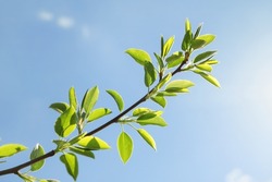 Pear tree branch with young foliage, against background of blue sky on sunny day