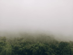 Misty forest with tall, green trees and a grey sky. A mountain range is partially obscured by fog.