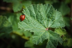 Coccinellidae are known colloquially as ladybirds , ladybugs or lady cows, among other names