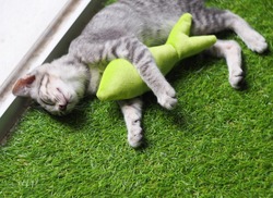 cute short hair young asian kitten cat black and white stripes as house pet playing relaxing on green imitate grass mat indoor with a fish form cat toy