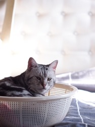 cute short hair young AMERICAN SHORT HAIR breed kitty grey and black stripes home cat relaxing in white basket making sleepy unhappy funny face closeup selective focus blur background