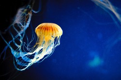 Orange jellyfish or Chrysaora fuscescens or Pacific sea nettle on deep blue