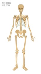 Human skeleton image. Vector illustration isolated on a white background useful for creating medical and scientific materials. Anatomy, medicine and biology concept.