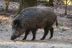 Wild boar looking for food on the forest floor