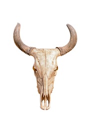 Head skull of bull isolated on white background with clipping path