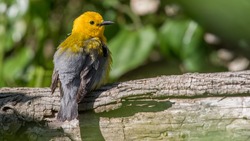 Prothonotary Warbler on a branch