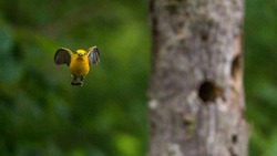Prothonotary Warbler feeding at the nest