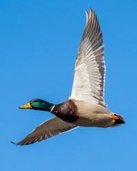 Mallard duck around the lake
