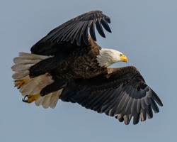 Bald Eagle in flight on a sky of blue