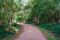 Walking trail through Epping Forest in Essex, England