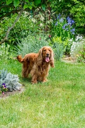brown cocker spaniel dog in the garden - selective focus