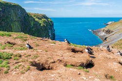 Skomer Island landscape with Atlantic puffins (Fratercula arctica), Wales, UK