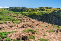 Skomer Island landscape with Atlantic puffins (Fratercula arctica), Wales, UK