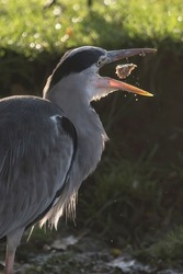 Heron playing with food on early autumn day