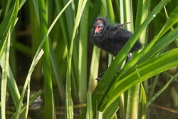 Moorhen chick first time investgating climbing