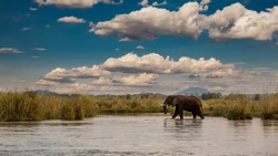 Africa! Elephant in the Zambezi, Zambia
