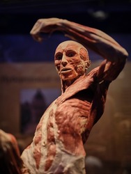 Anatomical exhibition of human body muscles