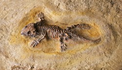 Fossil of prehistoric lizard skeleton on the rock
