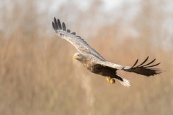 Majestic predator White-tailed eagle, Haliaeetus albicilla in Poland wild nature flying bird